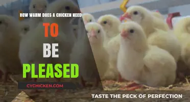 Cozy Chickens: Ideal Temperature for Happy Hens