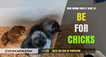 Warmth for Chicks: Ideal Temperature Guide