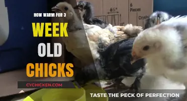Optimal Brooder Temperature Guide for 3-Week-Old Chicks