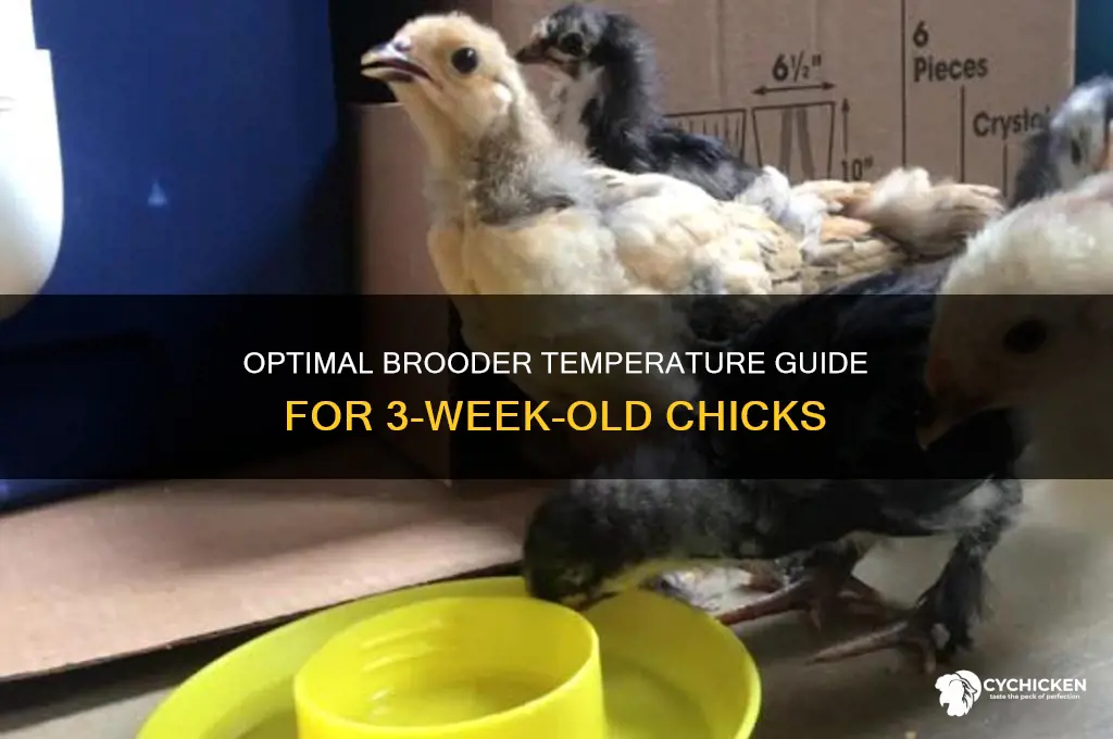 how warm for 3 week old chicks