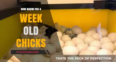 Ideal Temperature Guide: Keeping 4-Week-Old Chicks Cozy and Healthy