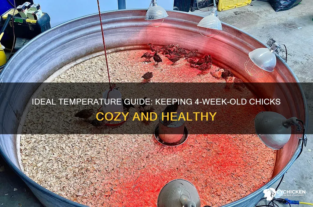 how warm for 4 week old chicks