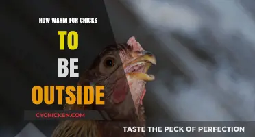 Ideal Outdoor Temperature for Chicks: When It’s Safe to Go Outside