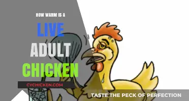 Exploring the Surprising Body Temperature of Live Adult Chickens