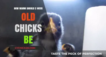 Optimal Brooder Temperature for 2-Week-Old Chicks: A Complete Guide
