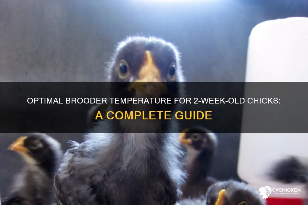how warm should 2 week old chicks be