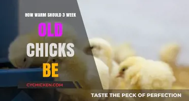 Optimal Brooder Temperature for 3-Week-Old Chicks: A Complete Guide