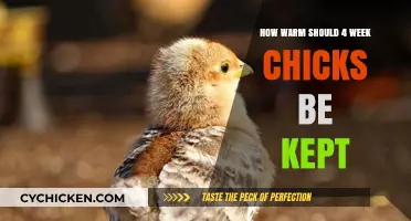 Optimal Brooder Temperature for 4-Week-Old Chicks: A Complete Guide