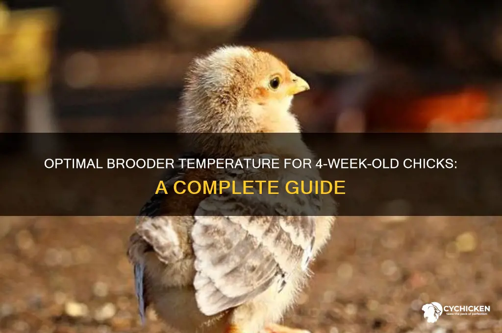 how warm should 4 week chicks be kept