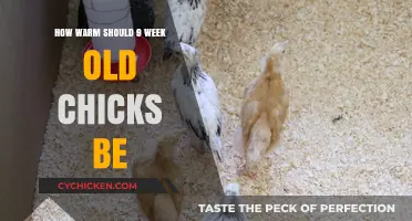 Optimal Brooder Temperature for 9-Week-Old Chicks: A Complete Guide