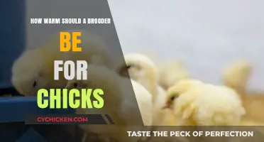 Optimal Brooder Temperature Guide: Keeping Chicks Cozy and Healthy