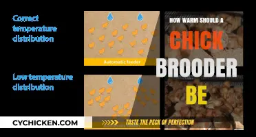 Optimal Brooder Temperature: Keeping Chicks Cozy and Healthy