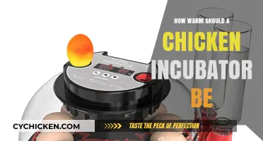 Optimal Chicken Incubator Temperature Guide for Healthy Hatching Success