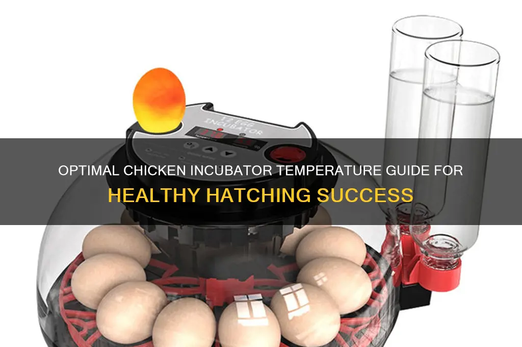 how warm should a chicken incubator be