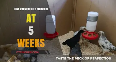 Optimal Temperature for 5-Week-Old Chicks: Keeping Them Cozy and Healthy