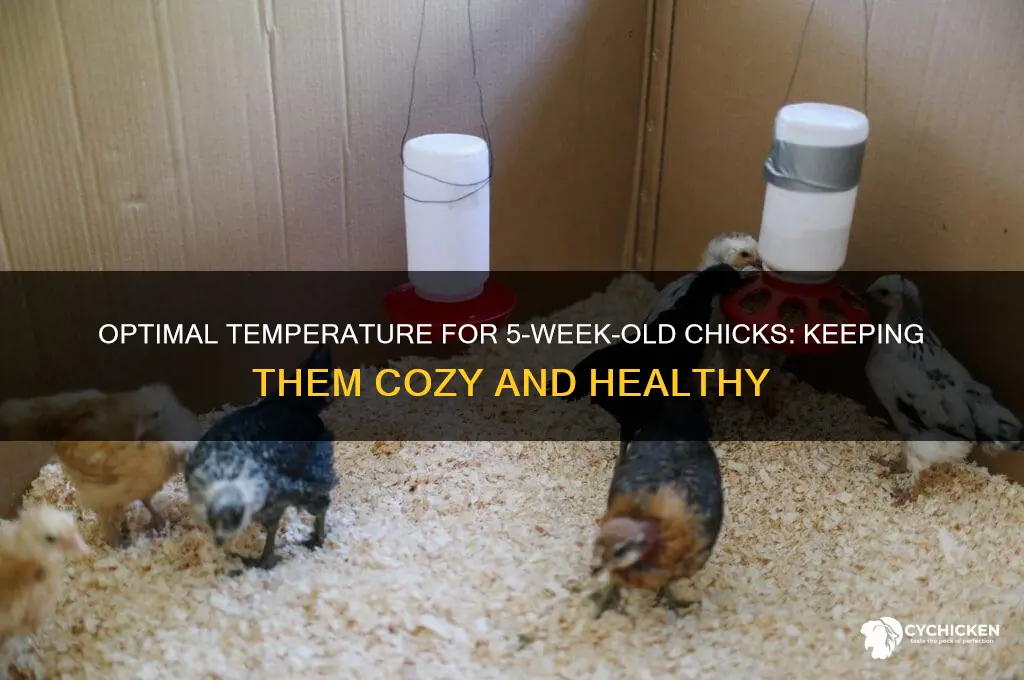 how warm should chicks be at 5 weeks