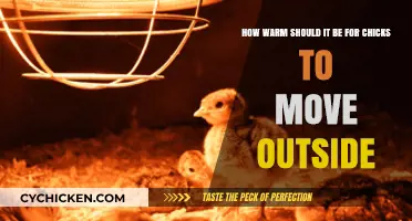 Spring Chickens: Ideal Outdoor Temperatures for Young Birds