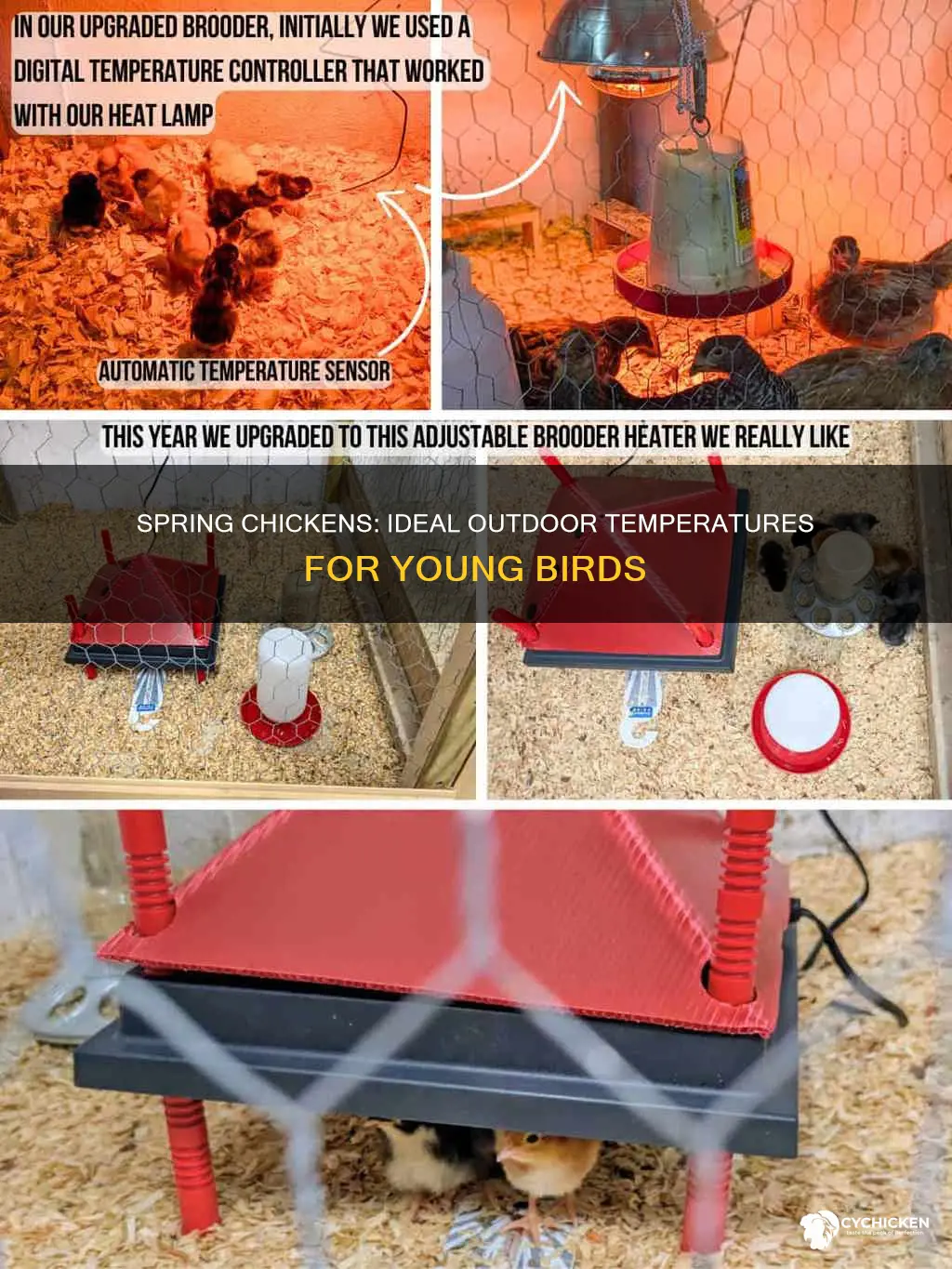 how warm should it be for chicks to move outside