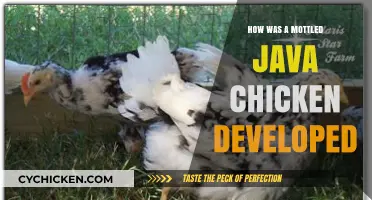 Unveiling the Mottled Java Chicken's Unique Development Journey