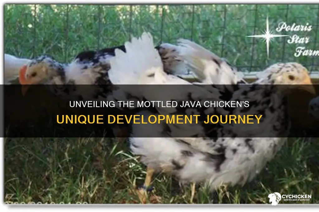 how was a mottled java chicken developed