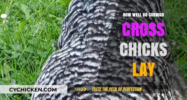 Cornish Cross Chickens: Egg-Laying Abilities and What to Expect