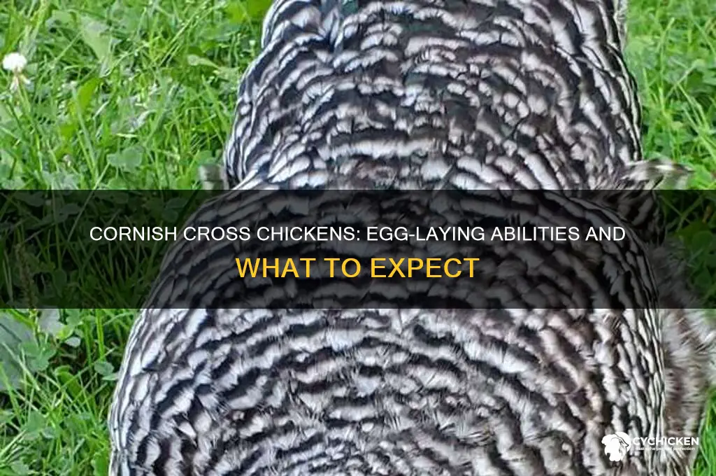 how well do cornish cross chicks lay