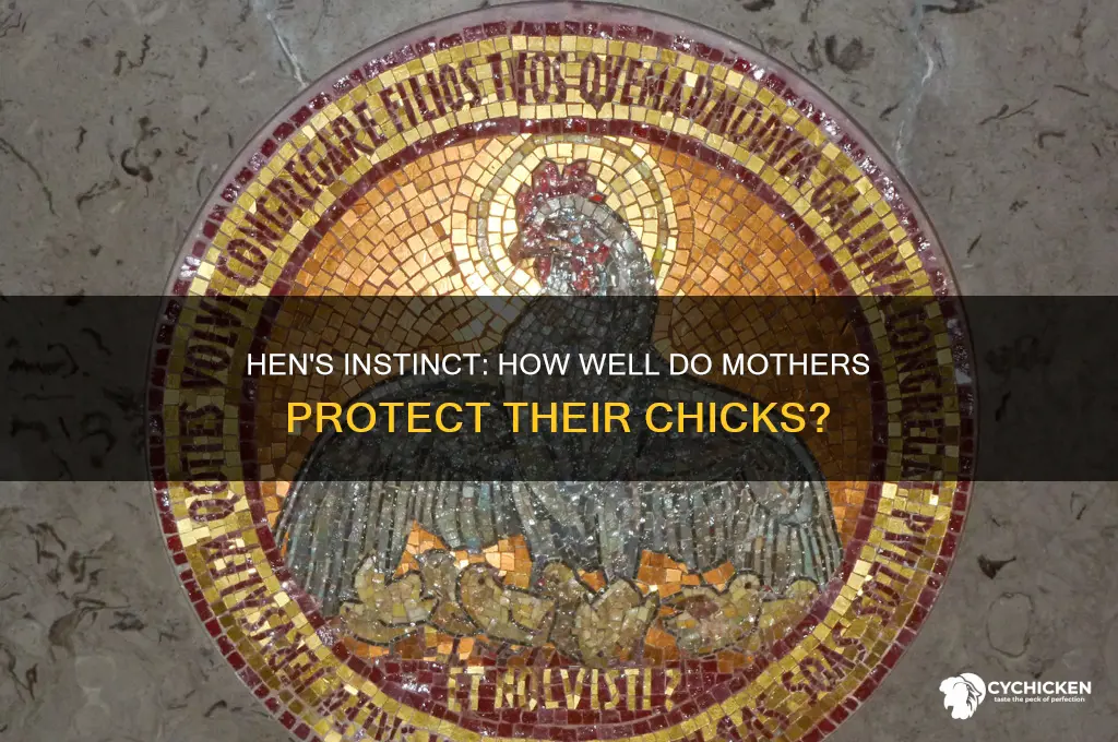 how well will a hen protect her chicks