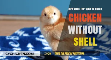 Hatching Chickens: Shell-less Success