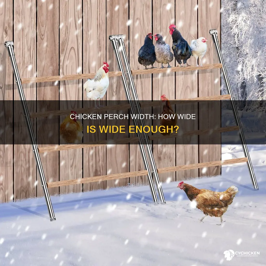 how wide does a chicken perch need to be
