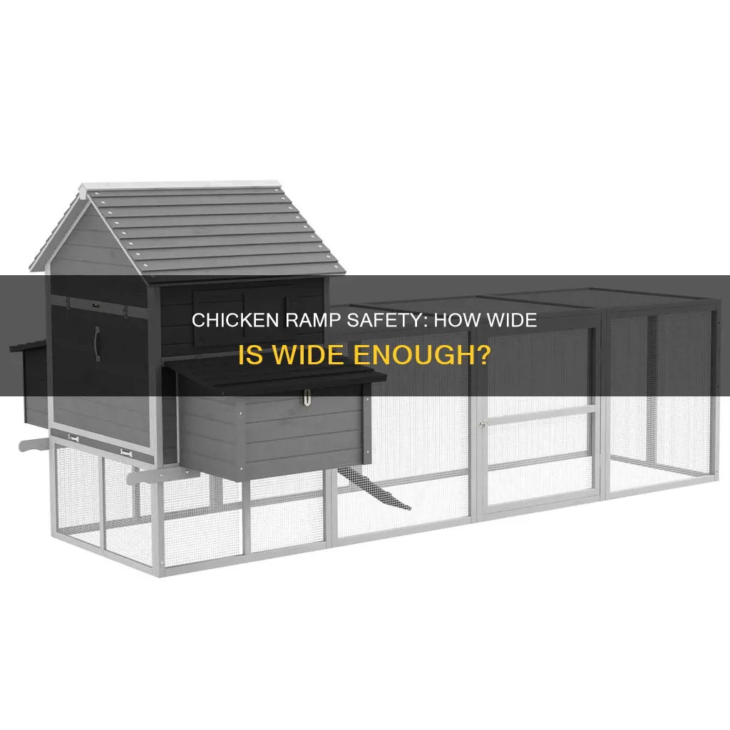 how wide does a chicken ramp need to be