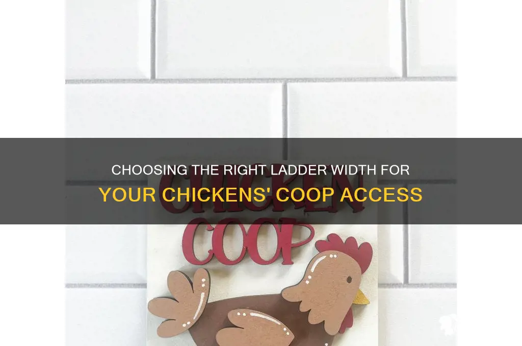 how wide of a ladder do chicken need