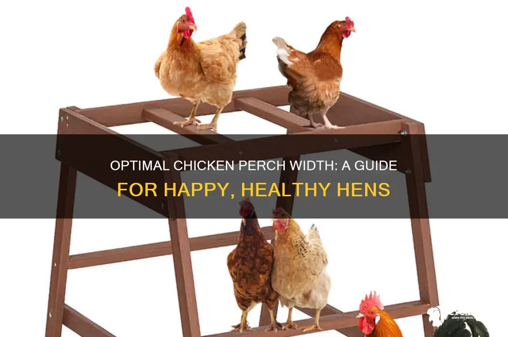 how wide should a chicken perch be