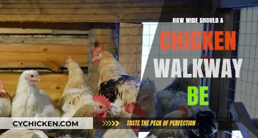Optimal Chicken Walkway Width: A Guide for Happy, Healthy Flocks