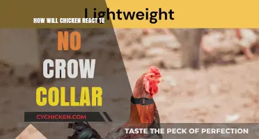 No Crow Collar: How Chickens React and Adjust to Silence