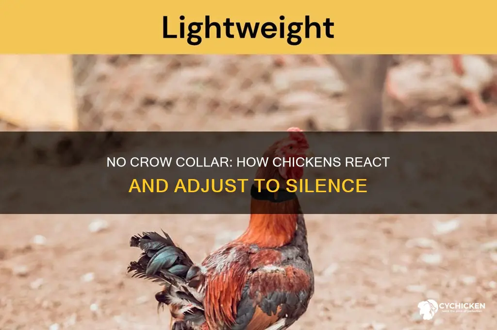 how will chicken react to no crow collar