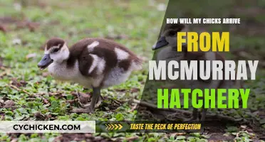 McMurray Hatchery Chicks: Safe Arrival Process Explained
