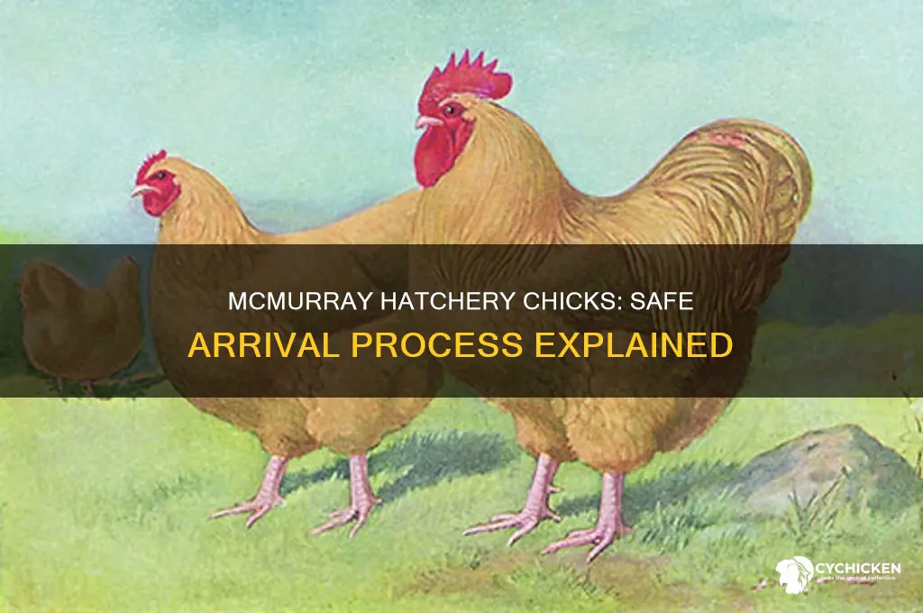 how will my chicks arrive from mcmurray hatchery