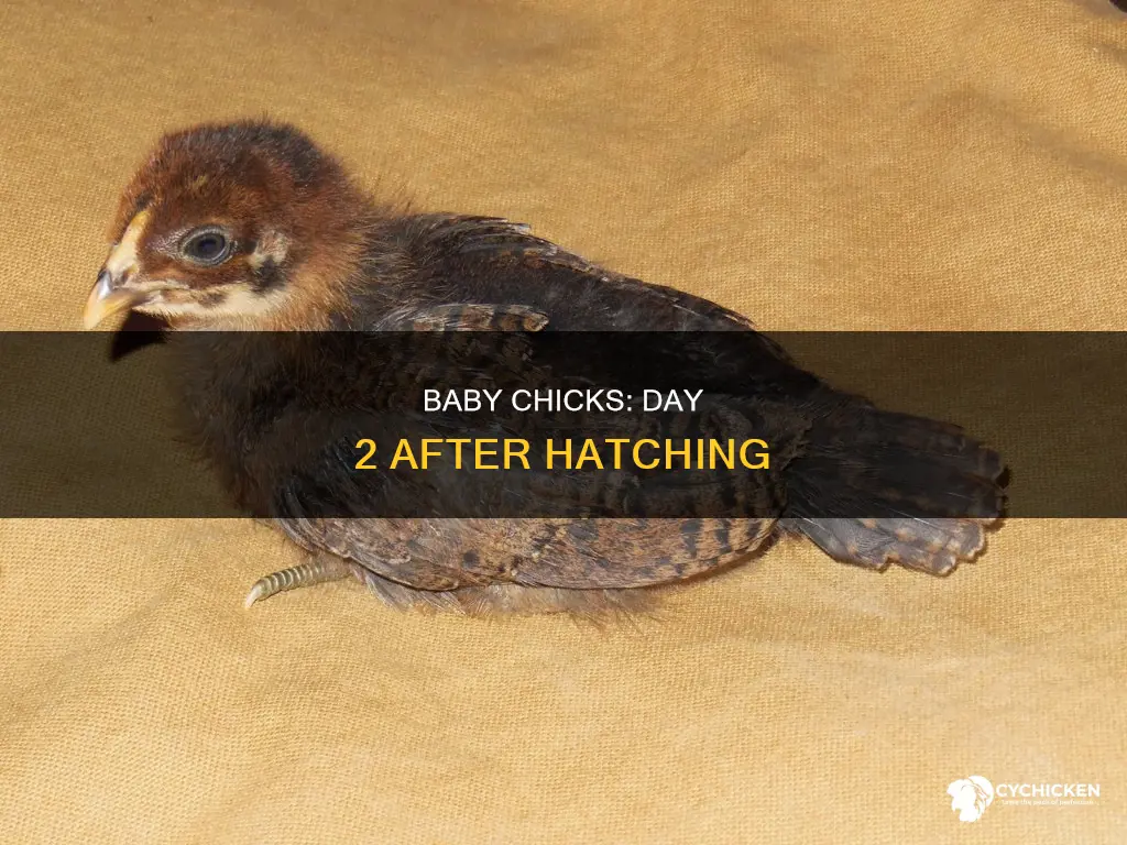 how will the chicks look on day 2 after hatching