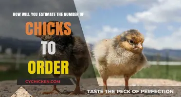 Ordering Chicks: How Many Do You Need?