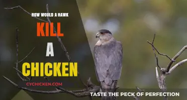 Predatory Tactics: How Hawks Hunt and Kill Chickens in the Wild
