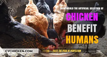 Artificial Chicken Selection: Benefits for Humans