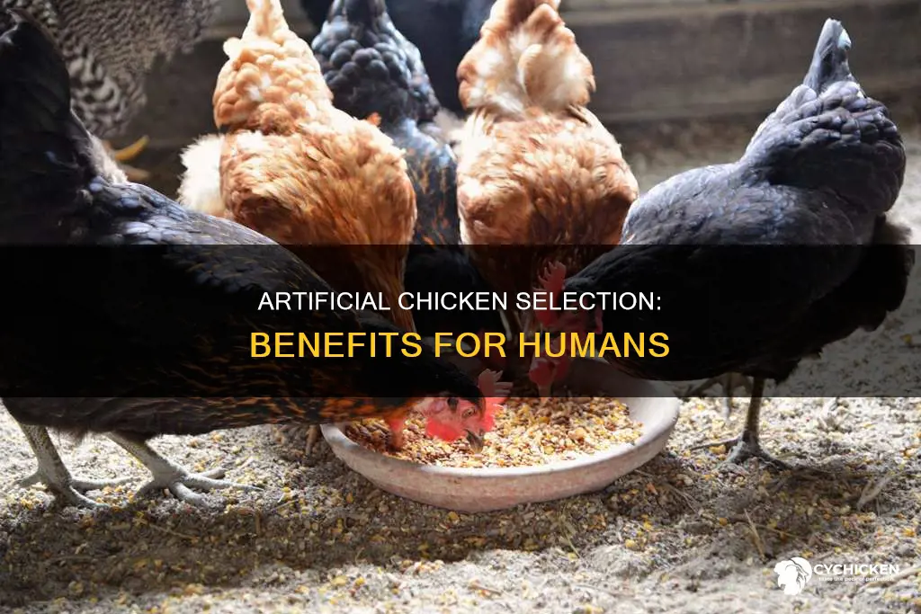 how would the artificial selection of chicken benefit humans