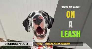 Training Your Chick: A Step-by-Step Guide to Leash Walking