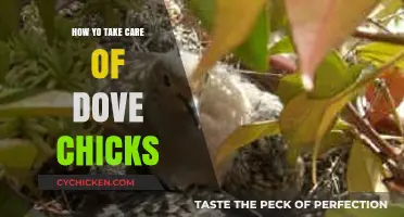Caring for Dove Chicks: Essential Tips for Healthy Growth and Development