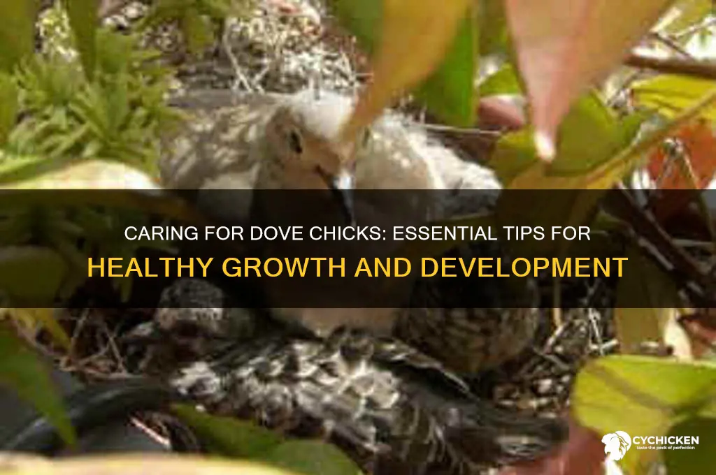 how yo take care of dove chicks