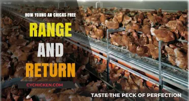 Free-Range Chicks: Understanding Early Independence and Homing Behavior