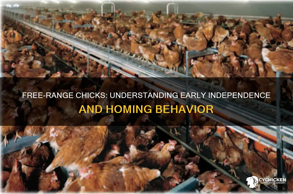 how young an chicks free range and return