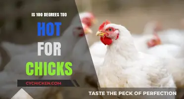Is 100 Degrees Too Hot for Chicks? Expert Advice