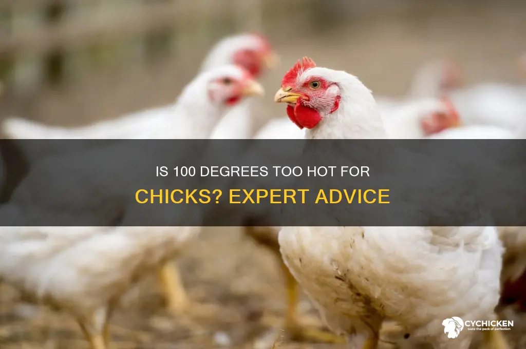 is 100 degrees too hot for chicks