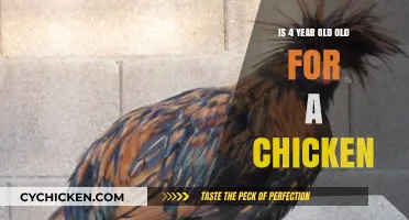 Is Your Chicken Too Old? Understanding a 4-Year-Old Hen's Lifespan